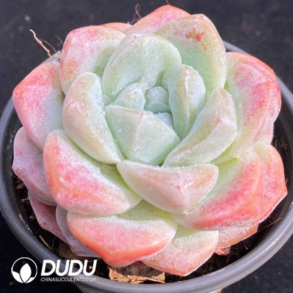Echeveria Ice Jade - Image 2