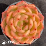 Echeveria Xia Luo