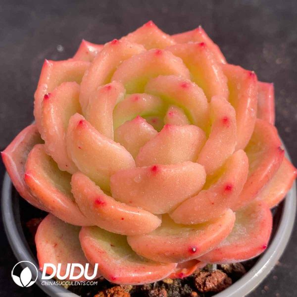 Echeveria Xia Luo - Image 2