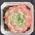 Echeveria MN