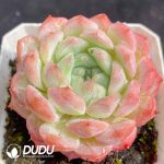 Echeveria MN - Image 2