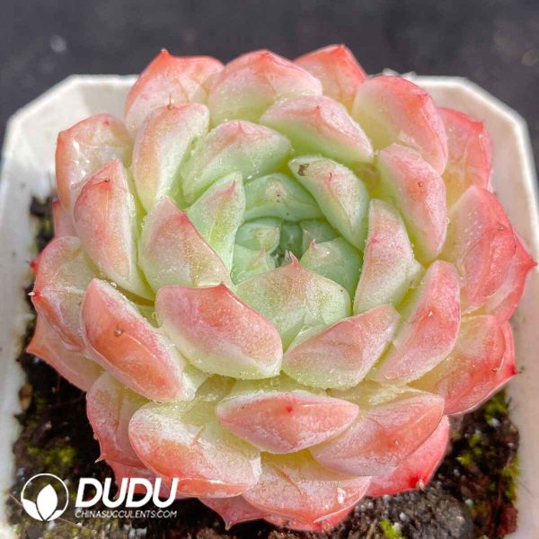 Echeveria MN - Image 2