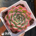 Echeveria Pink Crystal