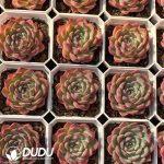 Echeveria Pink Crystal - Image 2
