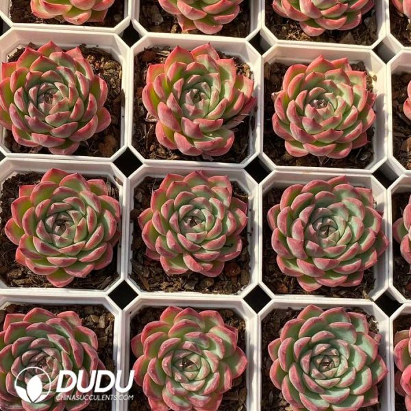 Echeveria Pink Crystal - Image 2