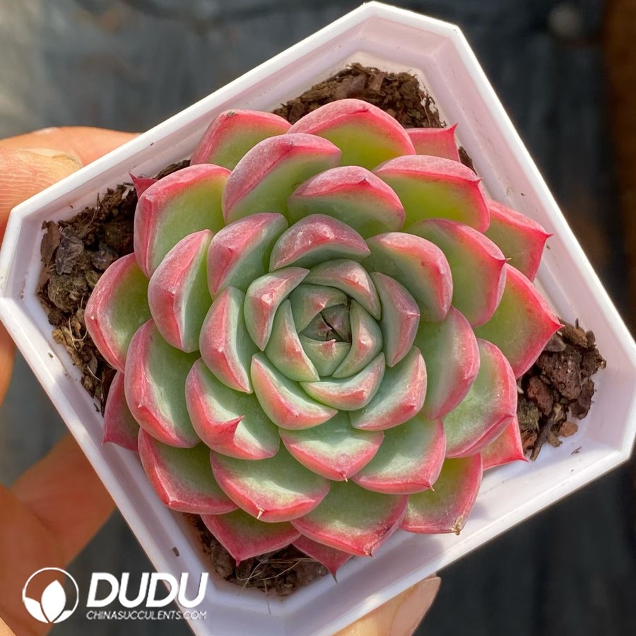08713D60 Echeveria Pink Crystal - Image 1