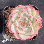 Echeveria Pink Crystal