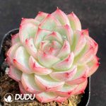 Echeveria Pink Crystal - Image 2