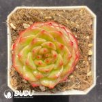 Echeveria Avocado
