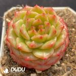 Echeveria Avocado - Image 2