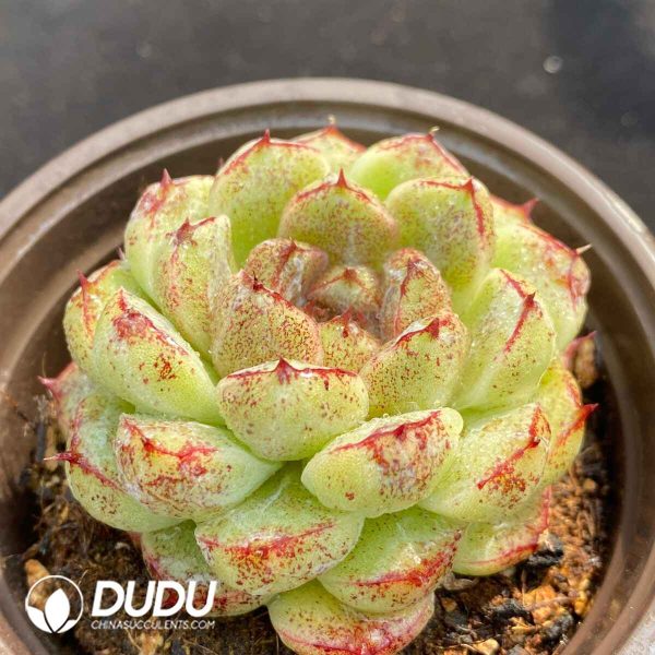 Echeveria Red Crystal - Image 2