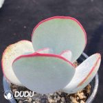 Kalanchoe White Eyebrow