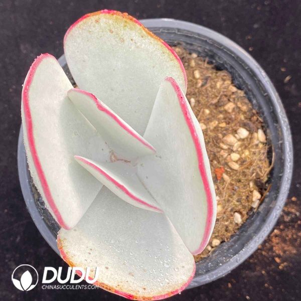 Kalanchoe White Eyebrow - Image 2