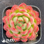 Echeveria Peony Pavilion