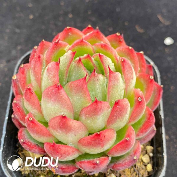 Echeveria Peony Pavilion - Image 2