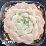 Echeveria Elegans Alba