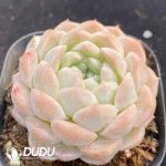 Echeveria Elegans Alba - Image 2