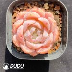 Echeveria Elly Queen