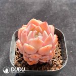 Echeveria Elly Queen - Image 2