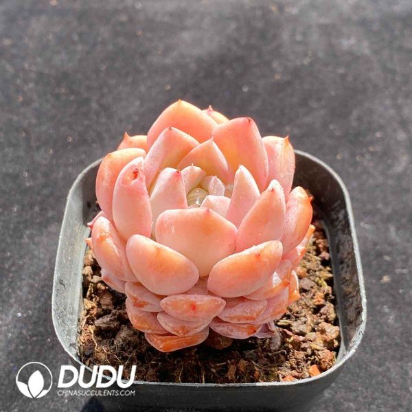 Echeveria Elly Queen - Image 2