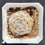 Echeveria Elegans Alba Hybrid
