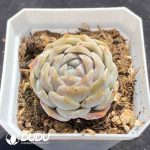 Echeveria Elegans Alba Hybrid - Image 2