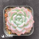 Echeveria Witt