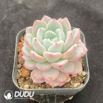 Echeveria Witt - Image 2