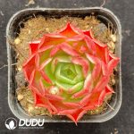 Echeveria Helina