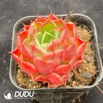 Echeveria Helina - Image 2