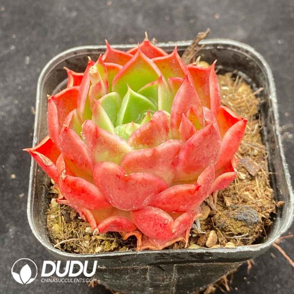 Echeveria Helina - Image 2