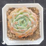Echeveria G4-12