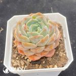 Echeveria G4-12 - Image 2