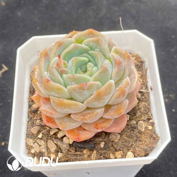 Echeveria G4-12 - Image 2