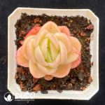 Echeveria Ice Rose