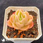 Echeveria Ice Rose - Image 2