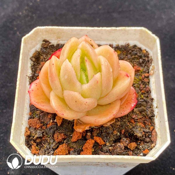 Echeveria Ice Rose - Image 2