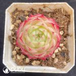 Echeveria Malgan New No.2