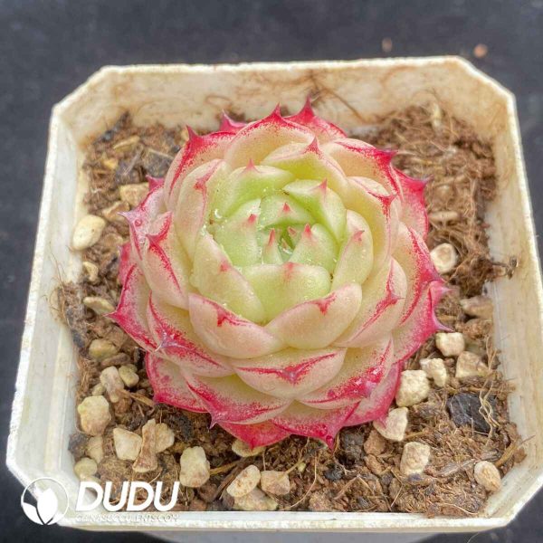 Echeveria Malgan New No.2 - Image 2