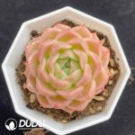 Echeveria Malgan New No.3