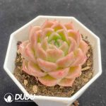 Echeveria Malgan New No.3 - Image 2