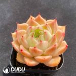 Echeveria Malgan - Image 2