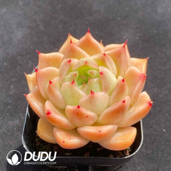 Echeveria Malgan - Image 2