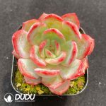Echeveria Green Pink