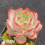 Echeveria Green Pink - Image 2