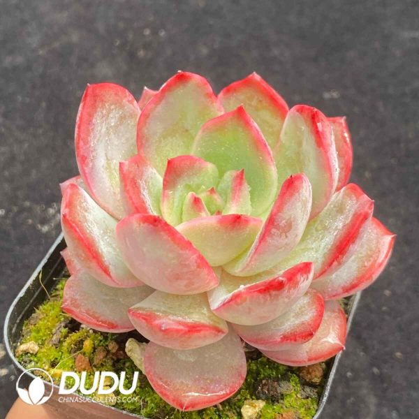 Echeveria Green Pink - Image 2