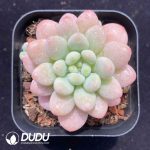 Graptopetalum Daphne