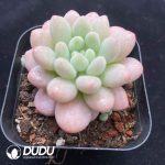 Graptopetalum Daphne - Image 2