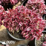 Aeonium Pink Witch Cristata