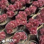 Aeonium Pink Witch Cristata - Image 2